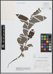 Foto von Salix appendiculata Vill.